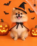 Petites pattes d'Halloween